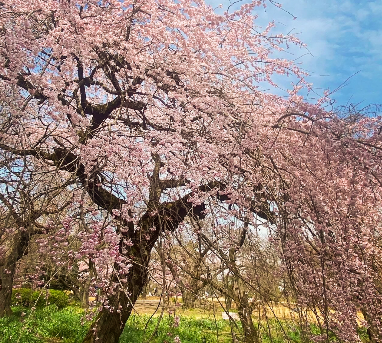 A close-up of a blooming cherry blossom tree in the Shinjuku Gyoen National Garden